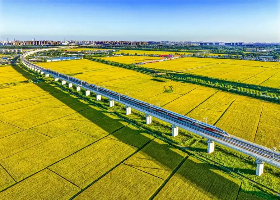 Chinese bullet train speeding past rural rice fields