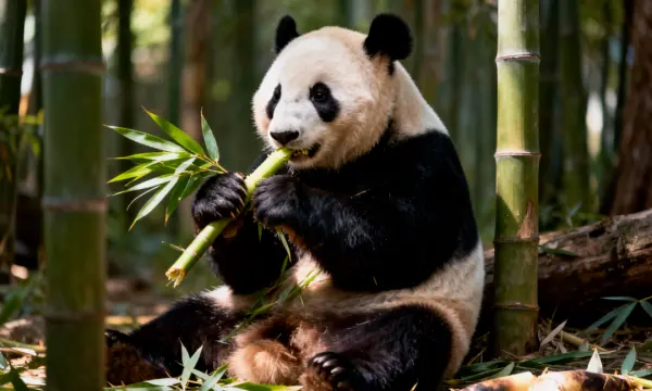 Giant panda eating bamboo in Chengdu