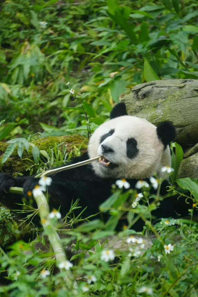 giant panda eating bamboo Chengdu first-time China itinerary