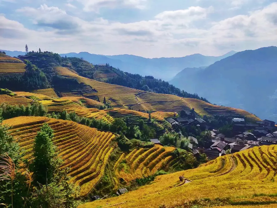 Golden Longji rice terraces in autumn near Guilin