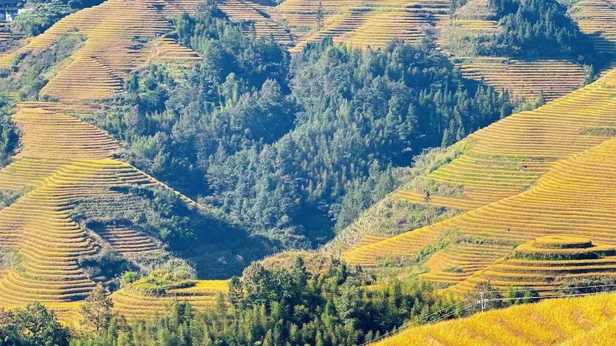 Longji rice terraces, a highlight of any Guilin itinerary