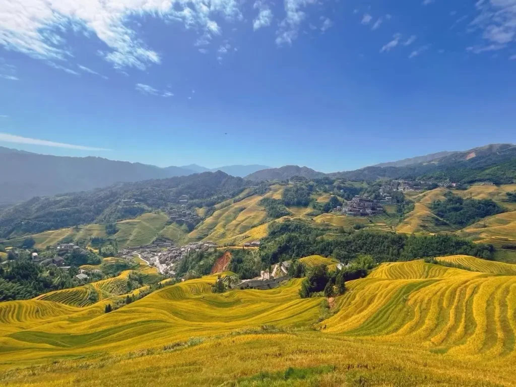Golden Longji rice terraces before harvest in October